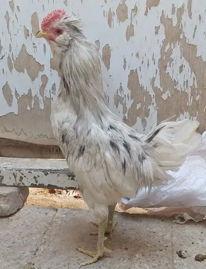 خروس گلین|حیوانات مزرعه|یزد, |دیوار