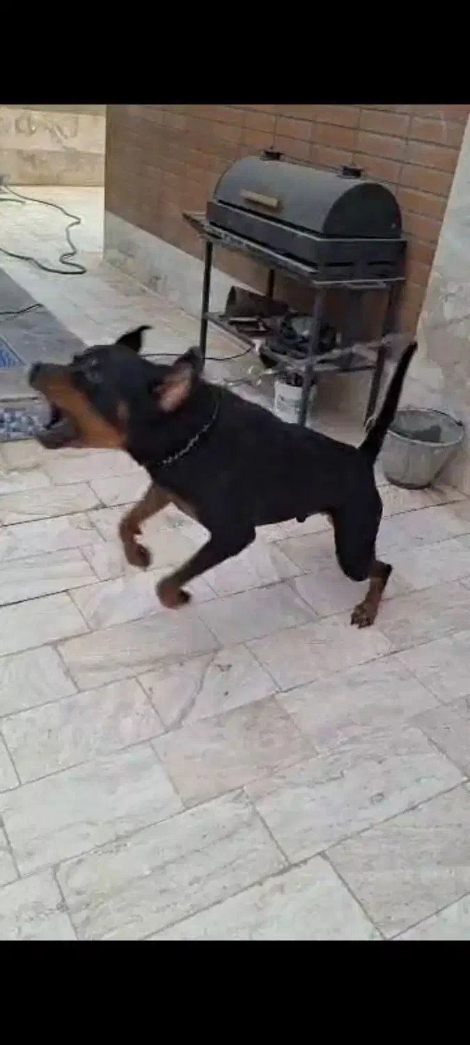 سگ نر روتوایلر اصل|سگ|اصفهان, راران|دیوار