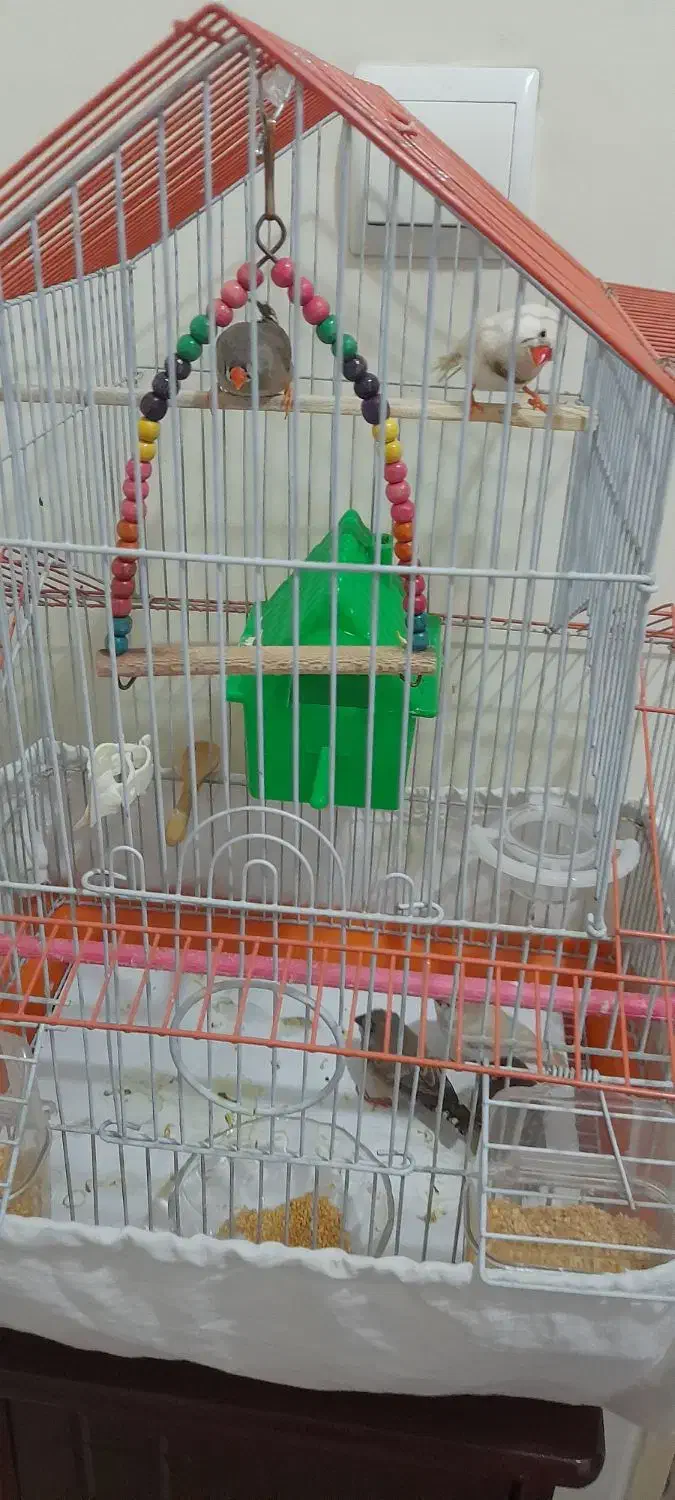 ۴ عدد فنچ بهمراه ۴ عدد تخم بهمراه قفس خاص|پرنده|تهران, شمشیری|دیوار