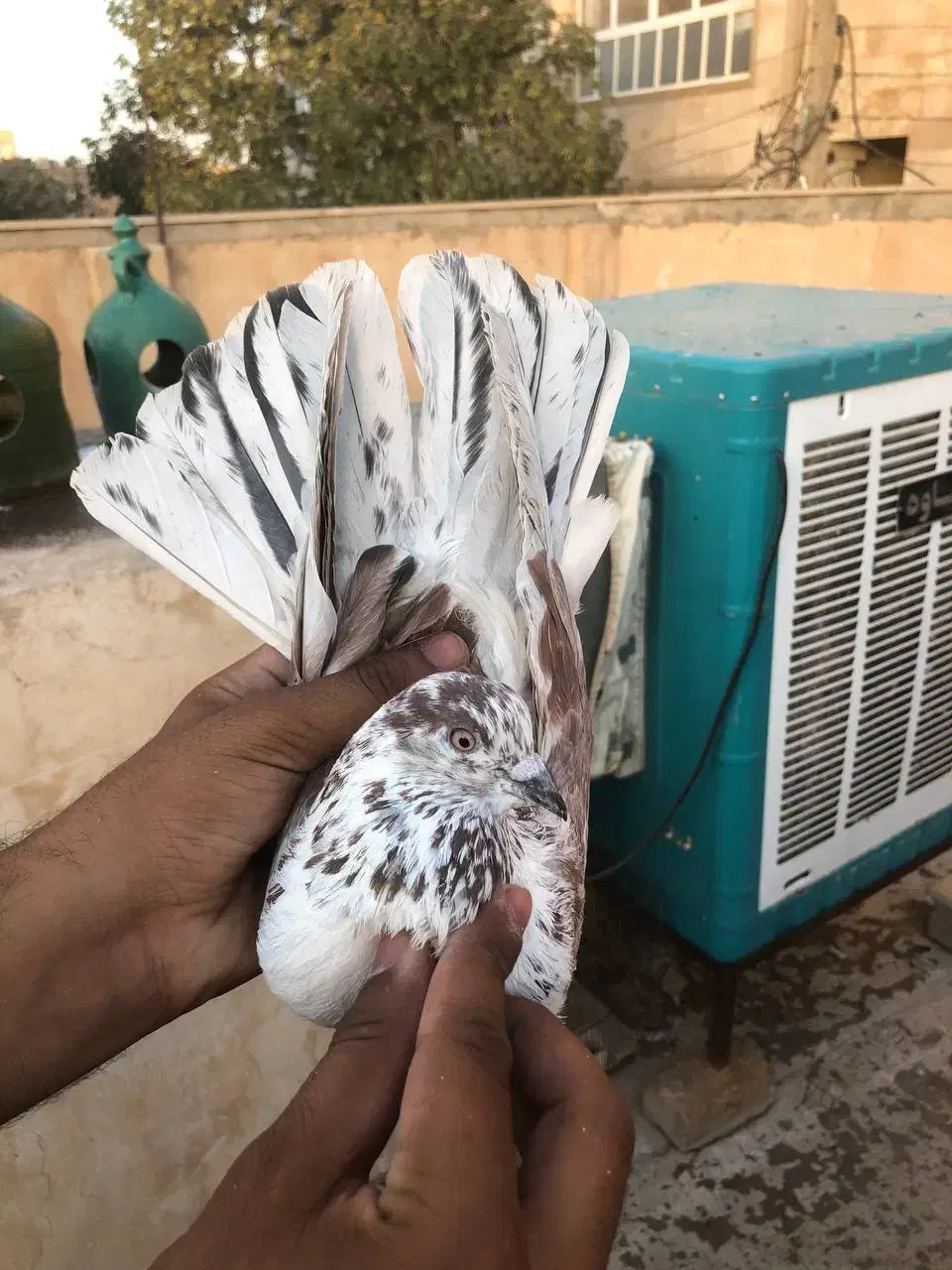 کفتر خوب|پرنده|قم, باجک دو|دیوار