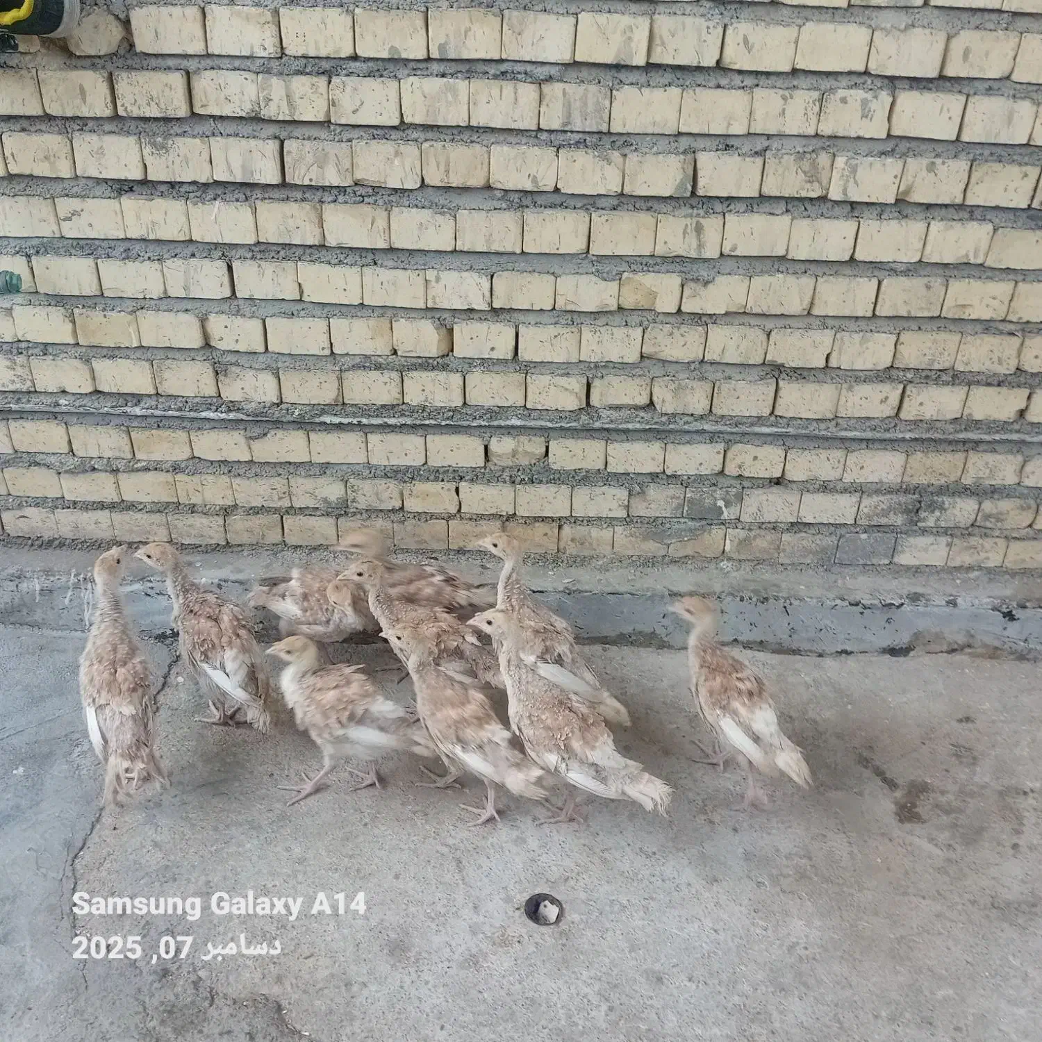 بوقلمون|حیوانات مزرعه|بندر ماهشهر, |دیوار