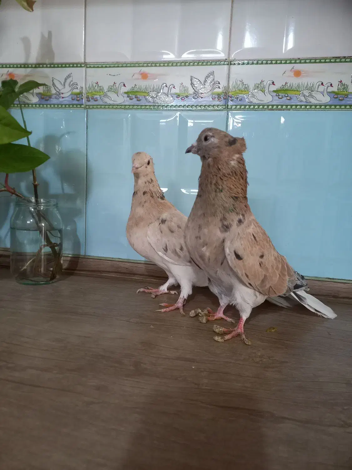 کفتر هفترنگ دمسفید کاشمر|پرنده|خلیل آباد, |دیوار