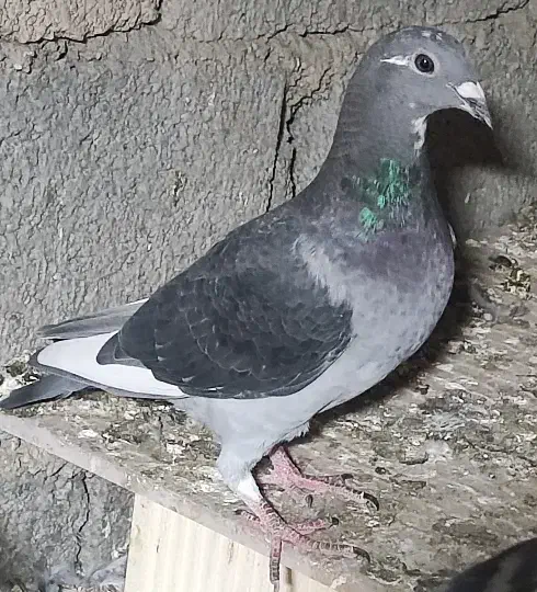 نرو ماده قره ای از خون قوی و درجه یک|پرنده|برازجان, |دیوار