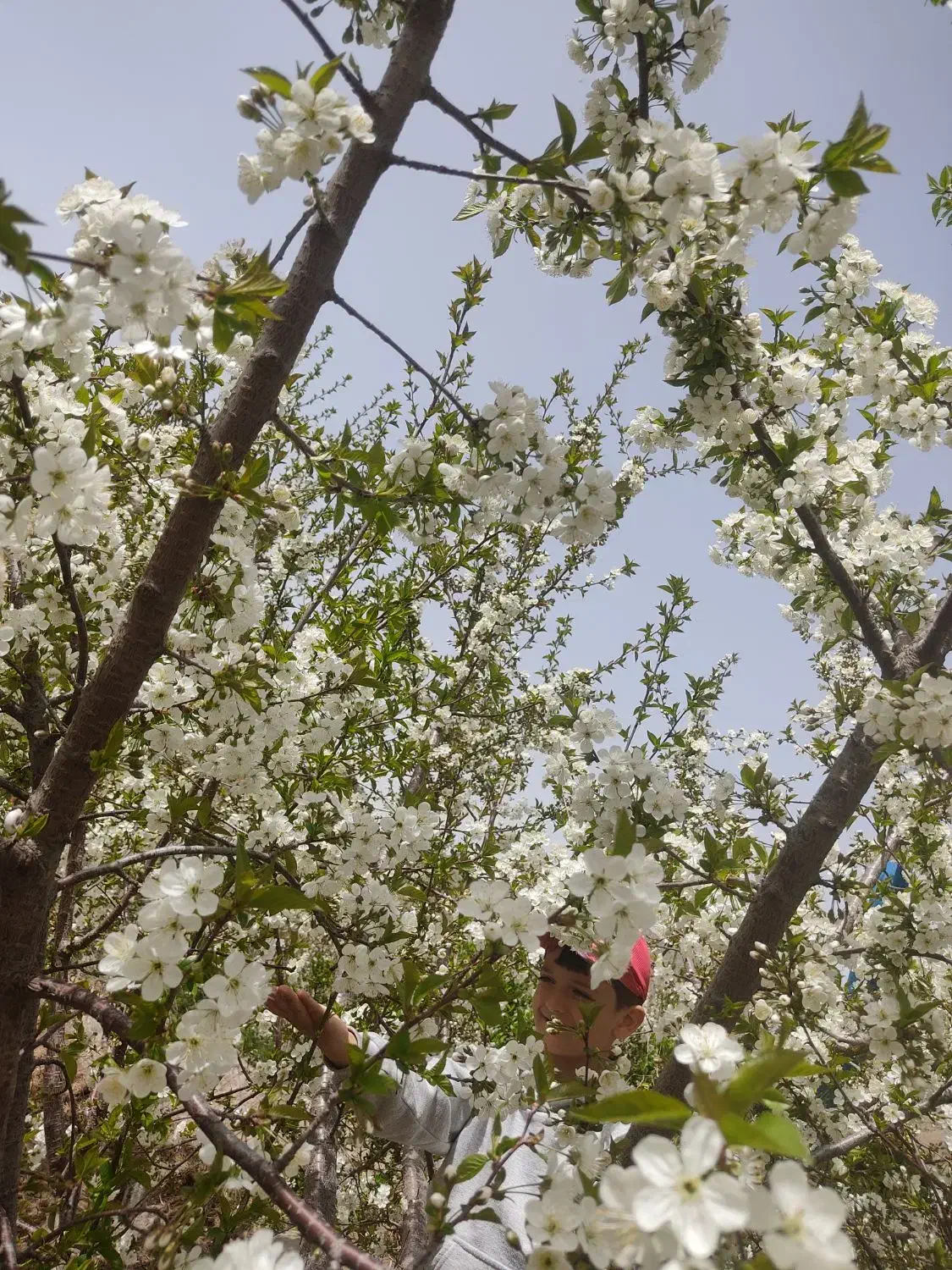 باغ ده ساله|فروش زمین و ملک کلنگی|هیر, |دیوار