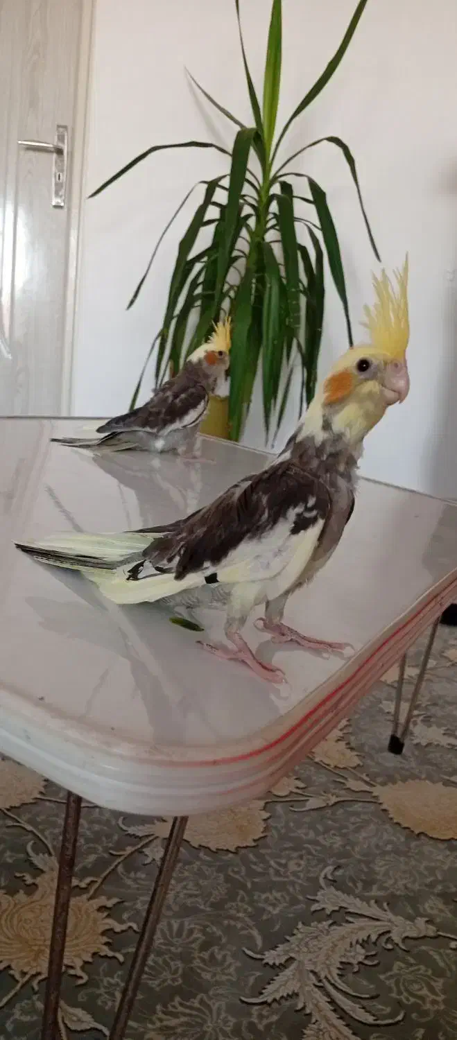 جوجه عروس هلندی کاملا دست آموز و اهلی|پرنده|نقده, |دیوار