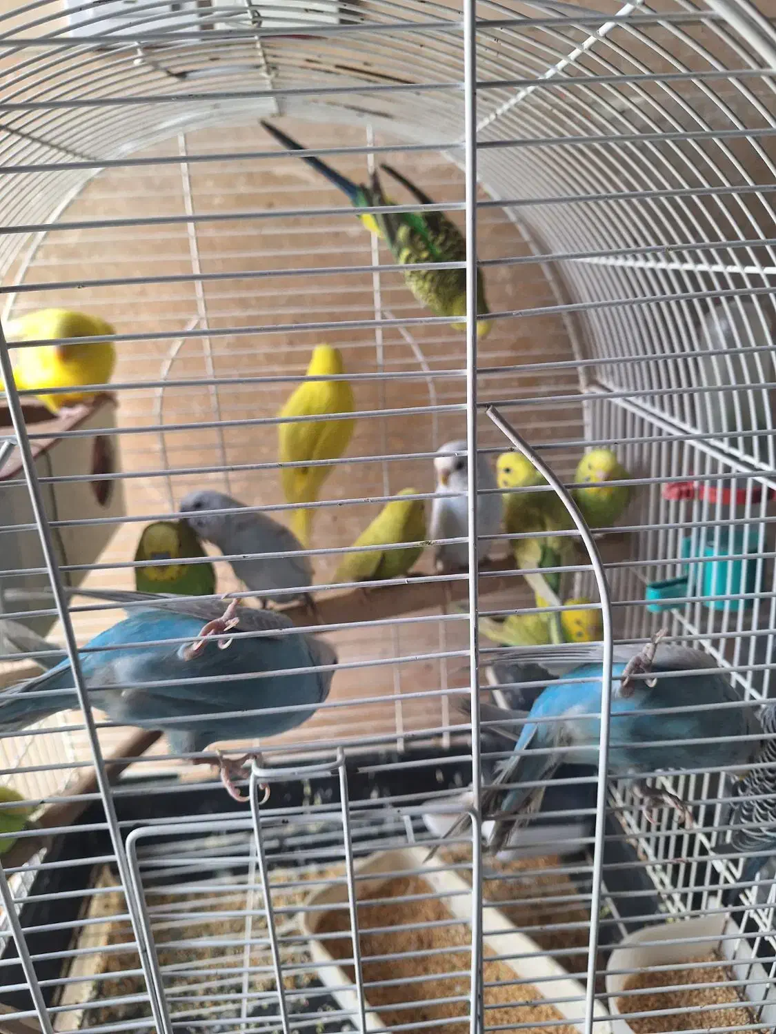 مرغ عشق جفتی 450/000 هزار تومان|پرنده|شیراز, مسلم|دیوار