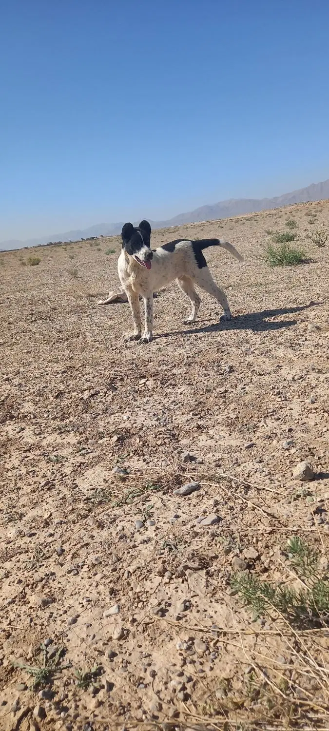 سگ گله ای|سگ|دهاقان, |دیوار