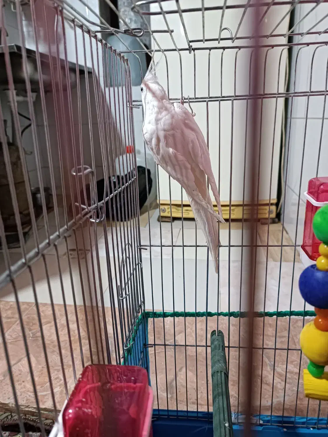 عروس هلندی نر|پرنده|بندرعباس, |دیوار