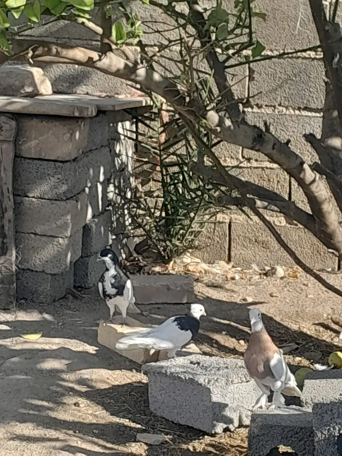 کبوتر|پرنده|اهرم, |دیوار