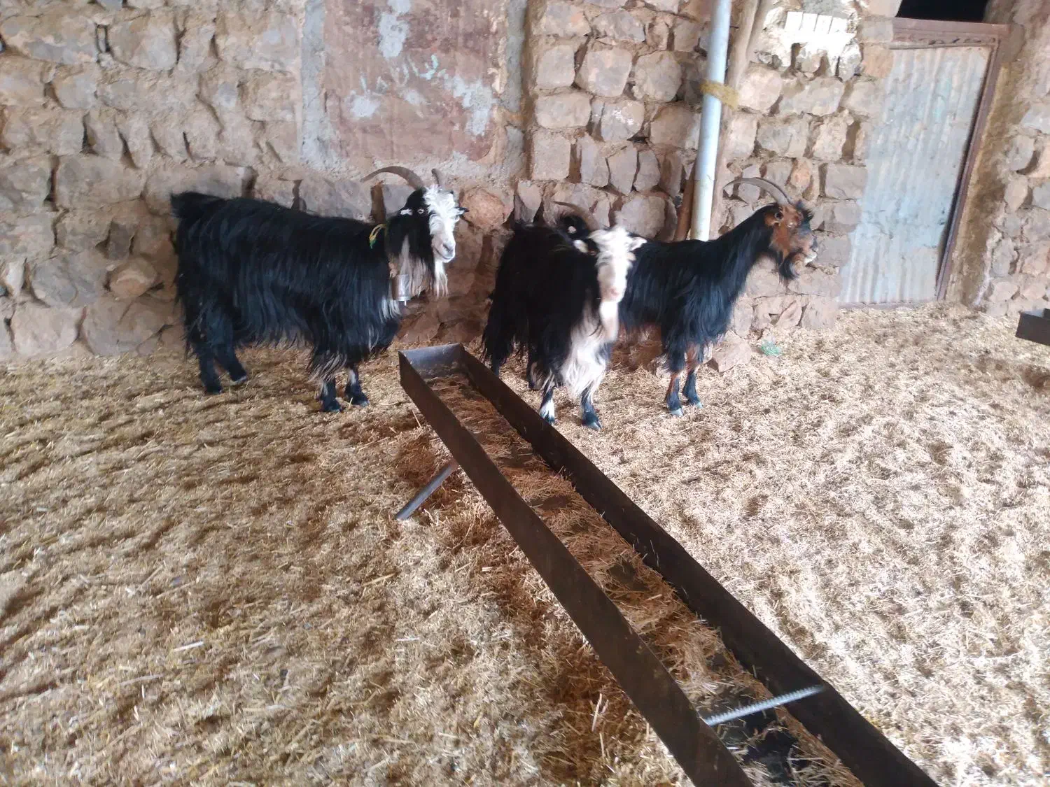 بز چاق|حیوانات مزرعه|ایذه, |دیوار