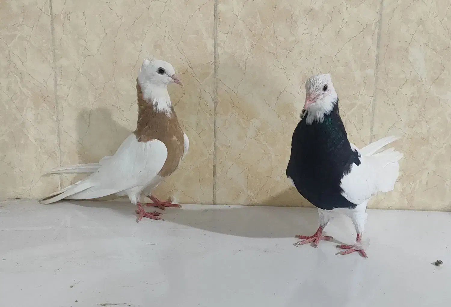 طوقی|پرنده|کاکی, |دیوار