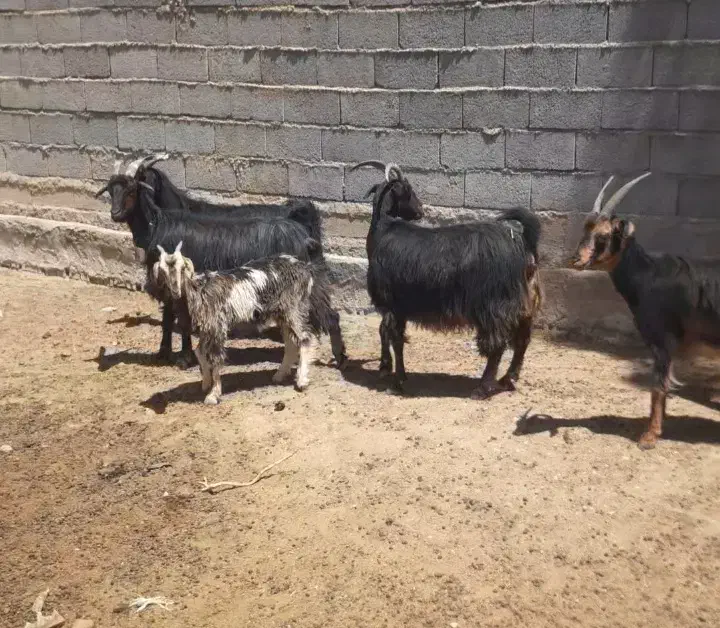 بز کهره|حیوانات مزرعه|سیدان, |دیوار