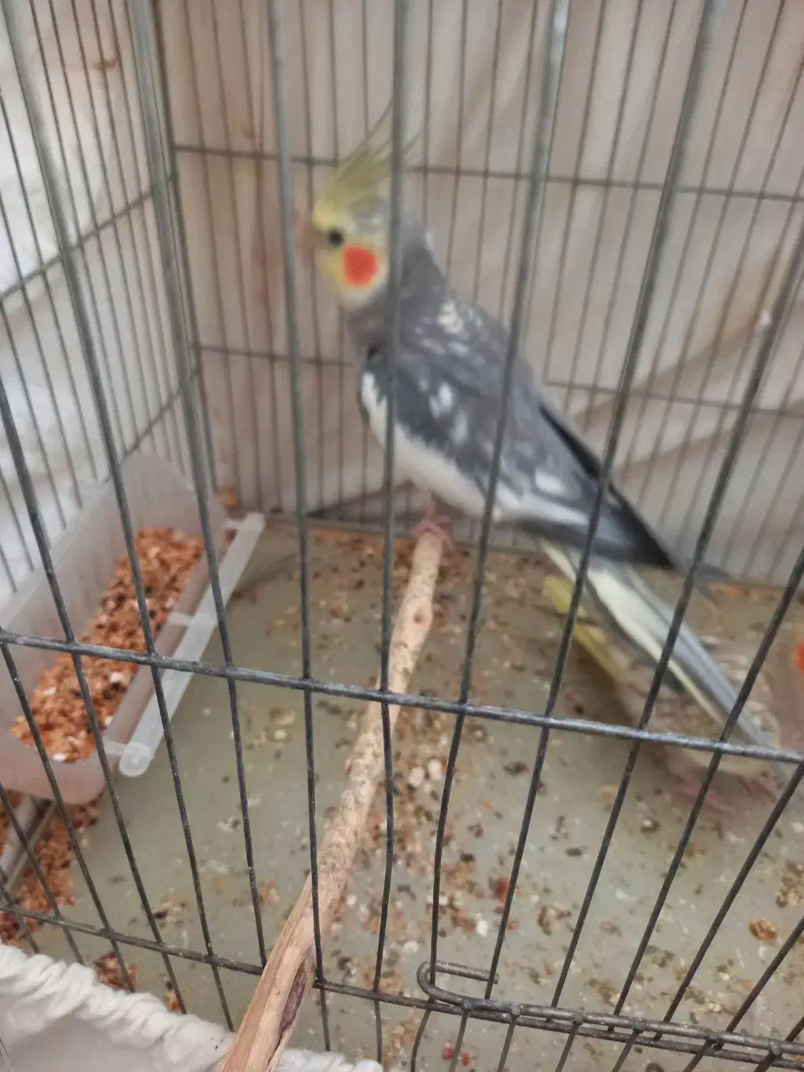 عروس هلندی|پرنده|ری, بی‌بی شهر بانو|دیوار