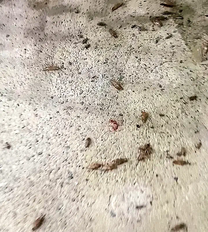 سمپاشی دامیاران مرکز تخصصی سمپاشی و ریشهکنی حشرات|خدمات نظافت|مشهد, شهرک رازی (شهرک غرب)|دیوار