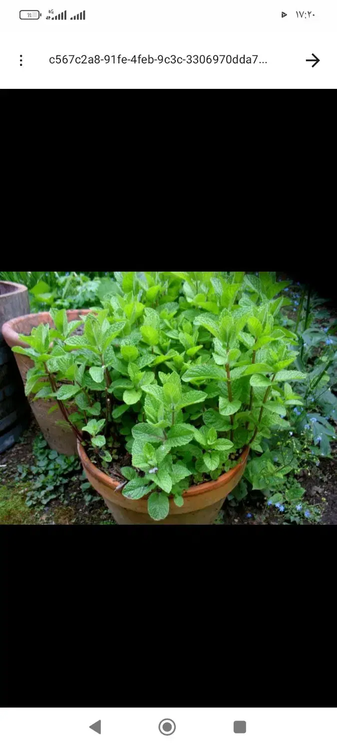 نعنا|خوردنی و آشامیدنی|شیروان (خراسان), |دیوار