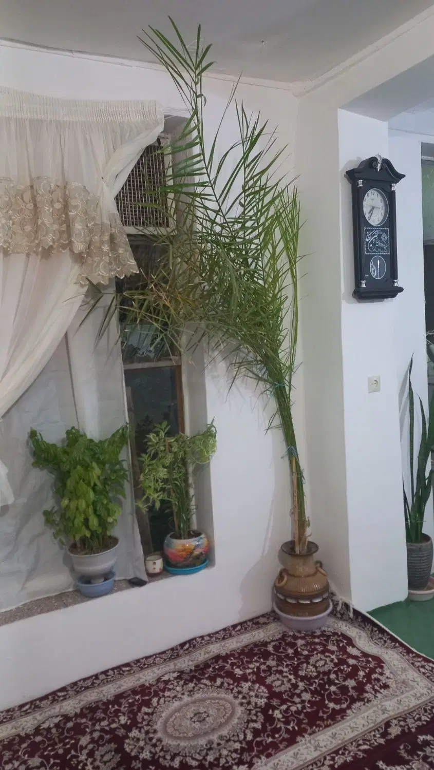 درخچە|گل و گیاه طبیعی|سنندج, |دیوار