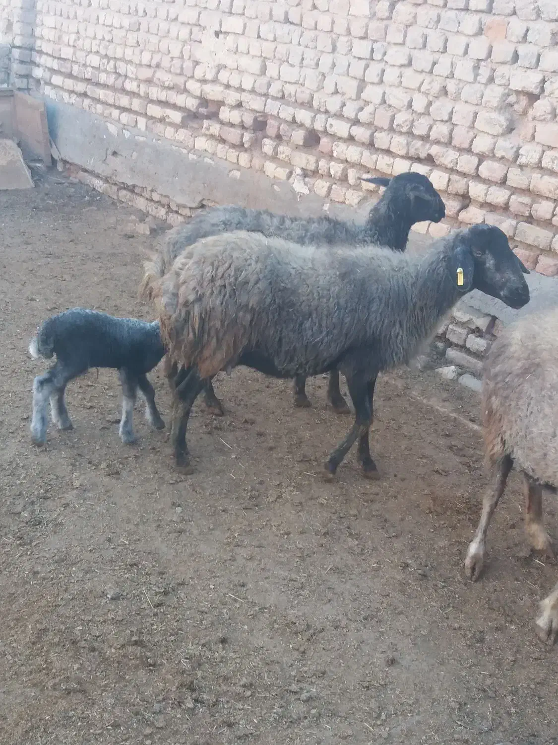 میش بره دار|حیوانات مزرعه|قم, ولیعصر|دیوار
