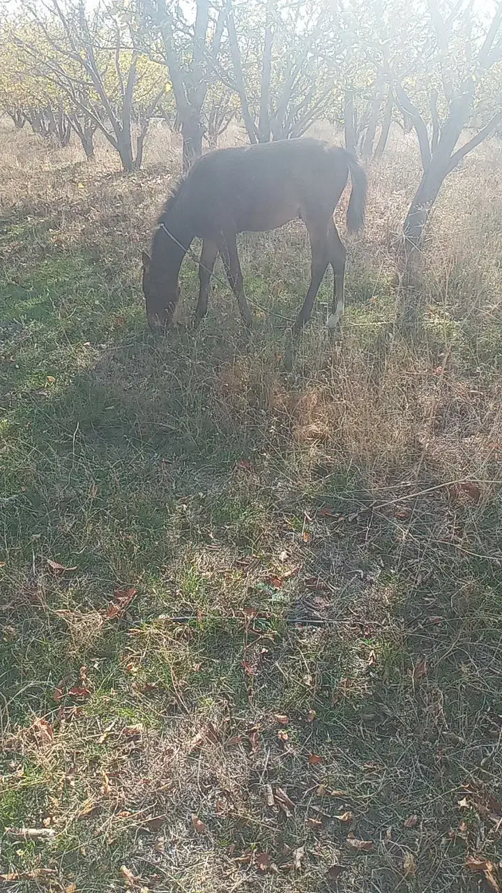 دایچه پنج ماهه|اسب و تجهیزات اسب‌سواری|اهر, |دیوار