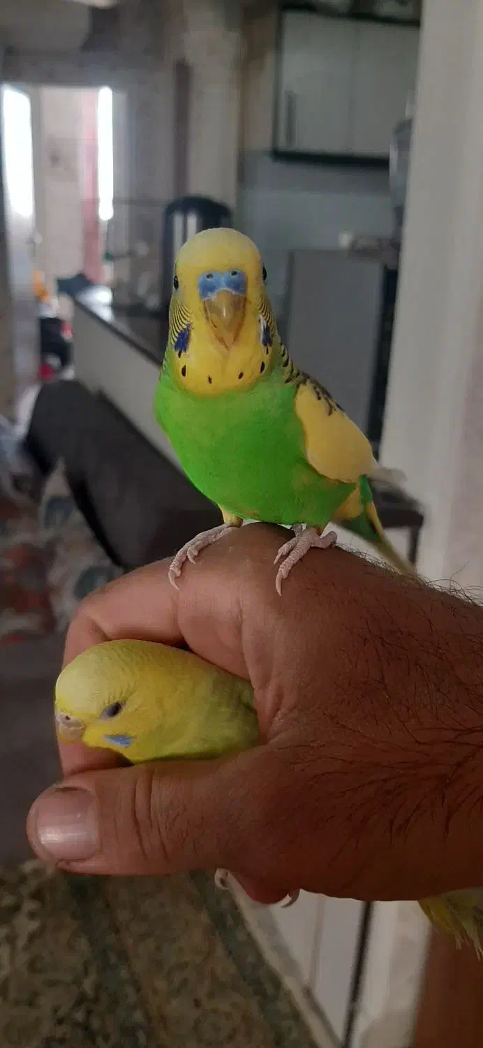 مرغ عشق|پرنده|ری, حمزه‌آباد|دیوار