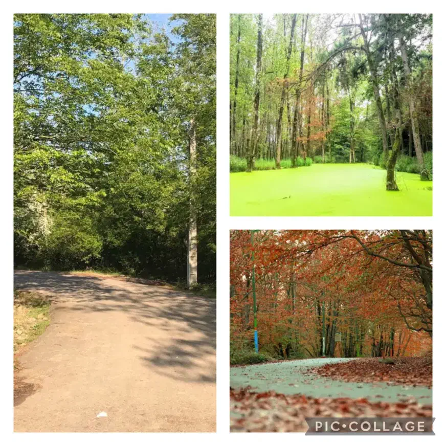 زمین جنگلی جاده رشت تهران|فروش زمین و ملک کلنگی|رشت, گیل|دیوار