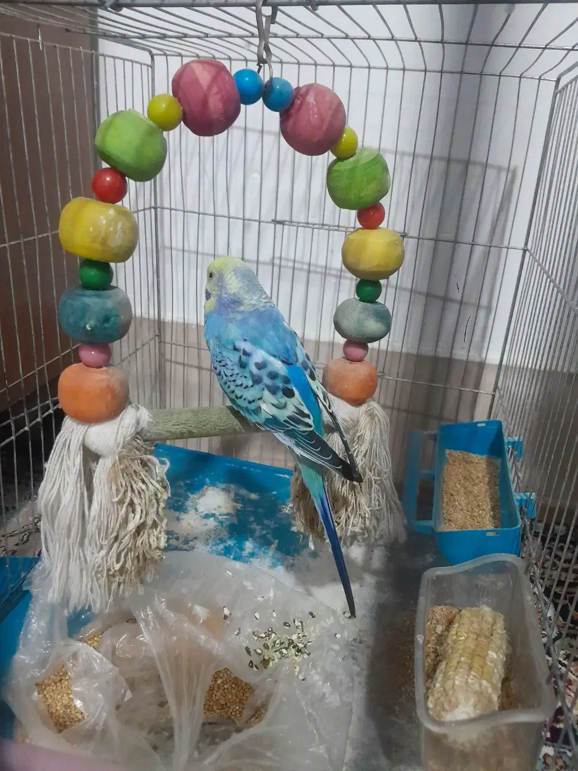 مرغ عشق سخنگو|پرنده|کرمانشاه, |دیوار