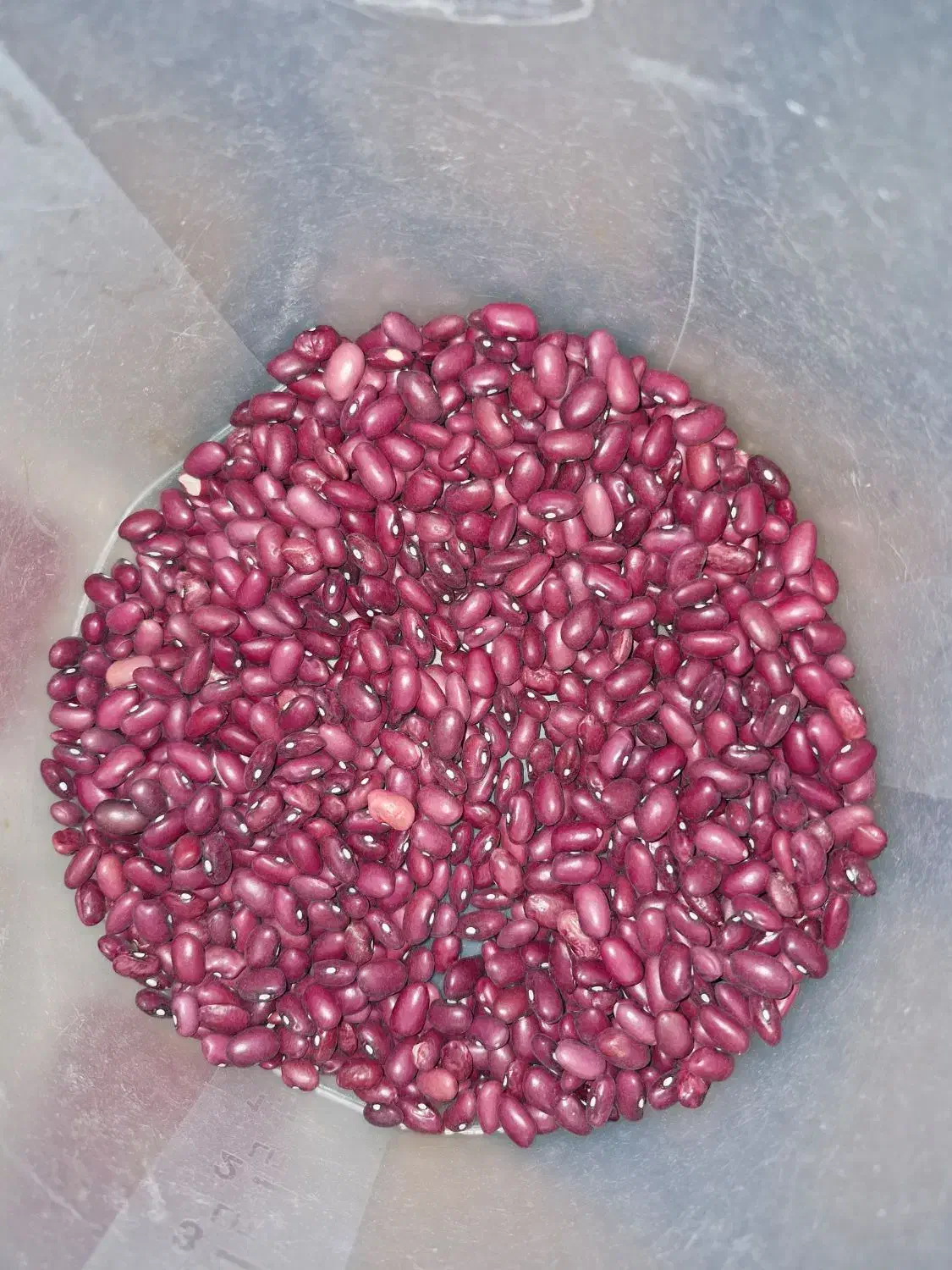 لوبیاقرمز|خوردنی و آشامیدنی|محمدیه-قزوین, |دیوار