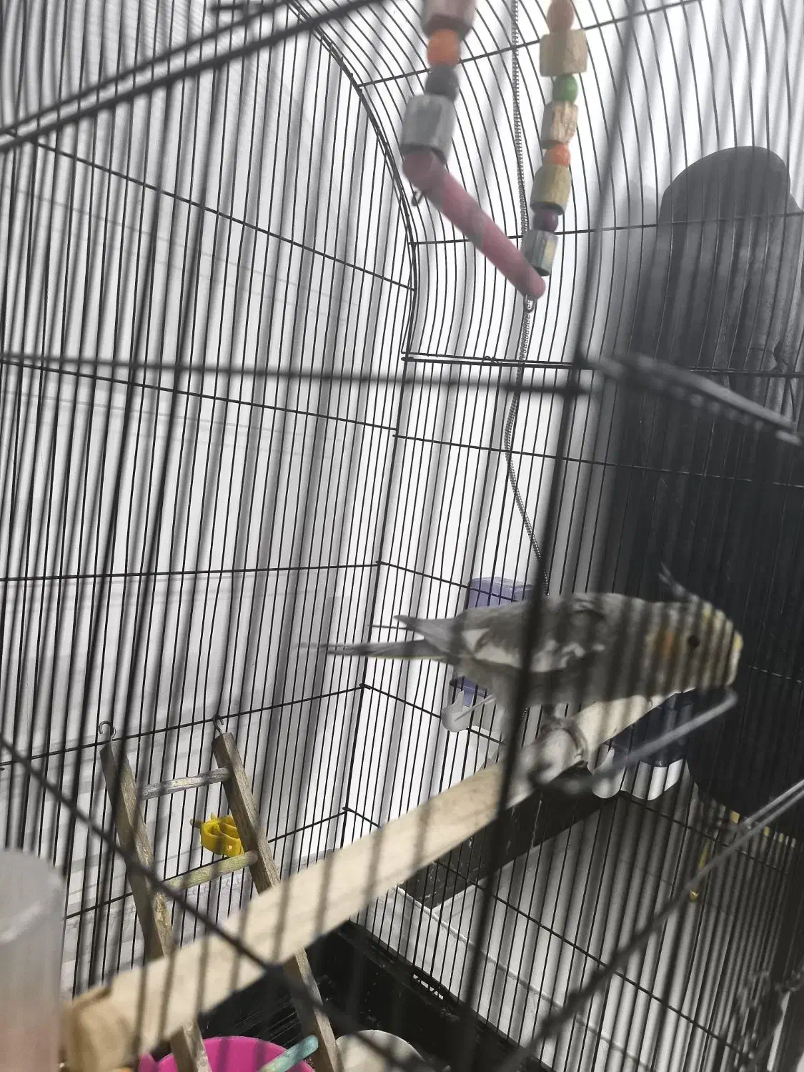 عروس هلندی و مرغ عشق قفس|پرنده|چناران, |دیوار