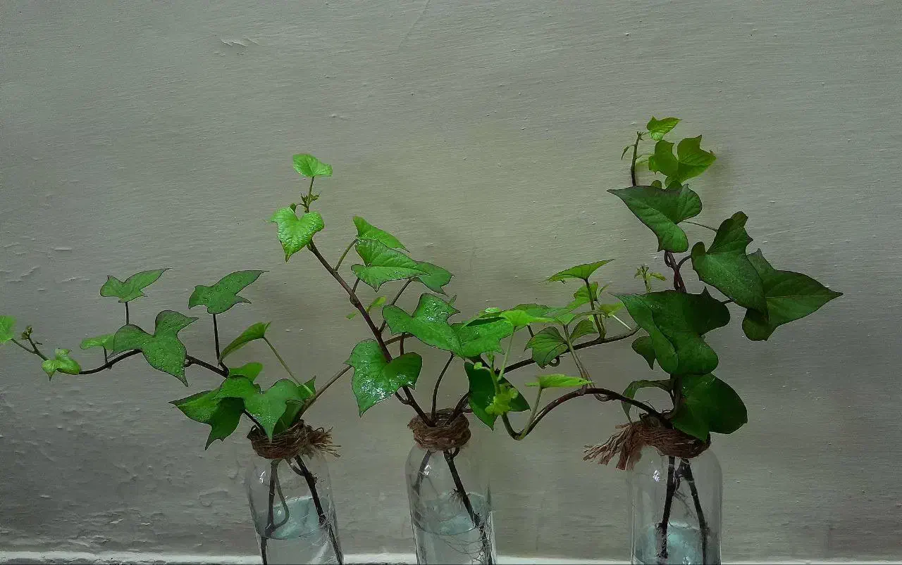 پیچک با گلدون|گل و گیاه طبیعی|اهواز, شریعتی جنوبی|دیوار