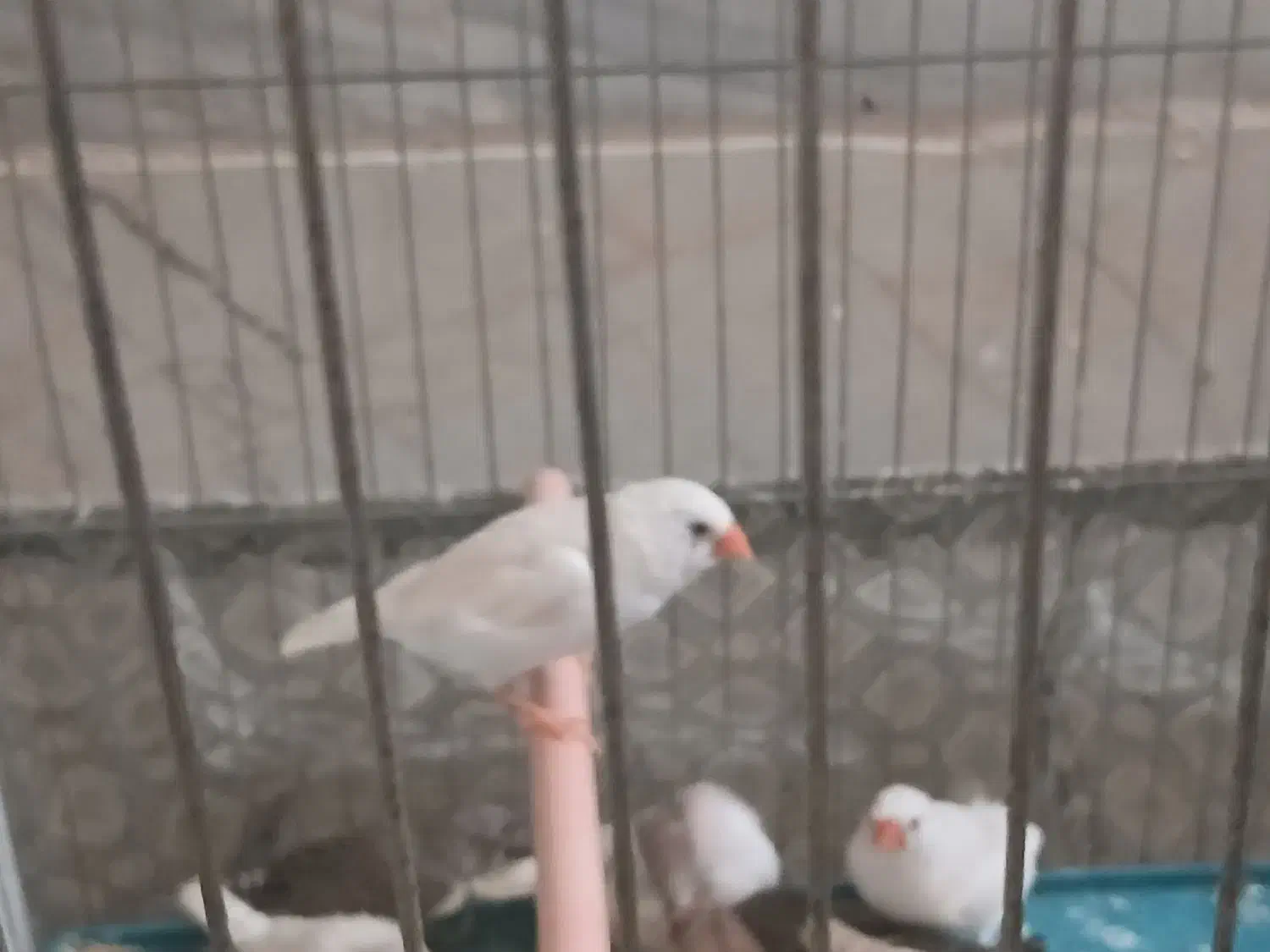 پرنده|پرنده|اراک, |دیوار