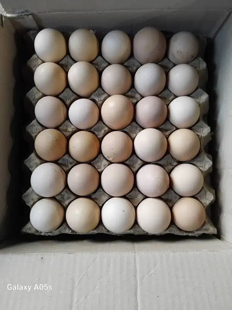 تخم مرغ محلی|خوردنی و آشامیدنی|اهواز, شریعتی جنوبی|دیوار