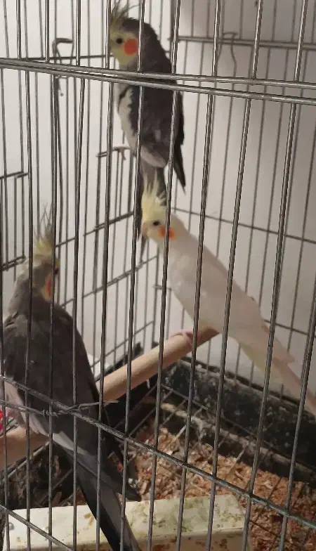 ۳عددعروسهلندی نر و ماده هستن.|پرنده|تاکستان, |دیوار