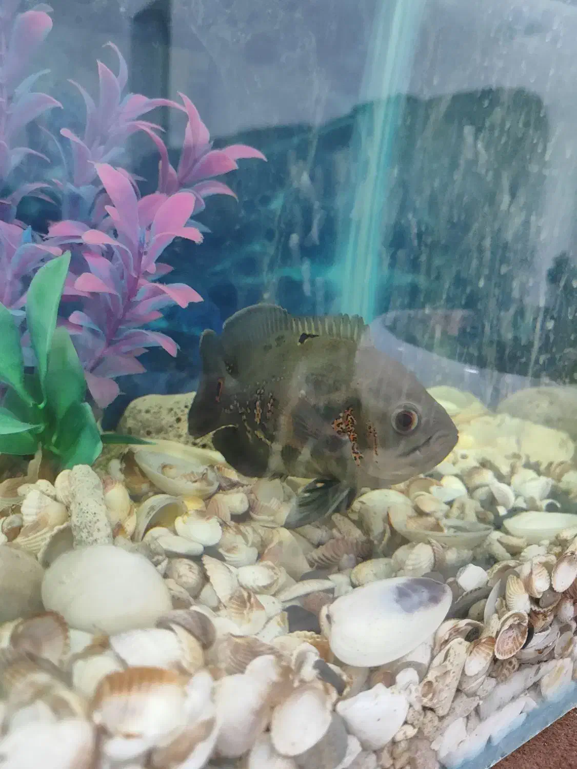 ماهی اسکار|ماهی|شیراز, منطقه هوایی شهید دوران|دیوار