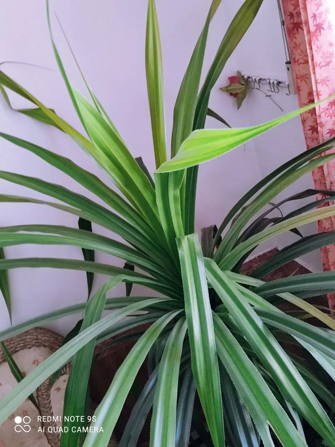 گل بزرگ|گل و گیاه طبیعی|کازرون, |دیوار