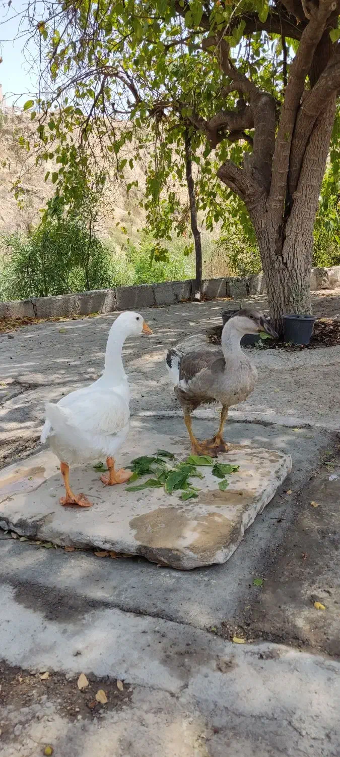 یه جفت غاز|حیوانات مزرعه|دوگنبدان, |دیوار