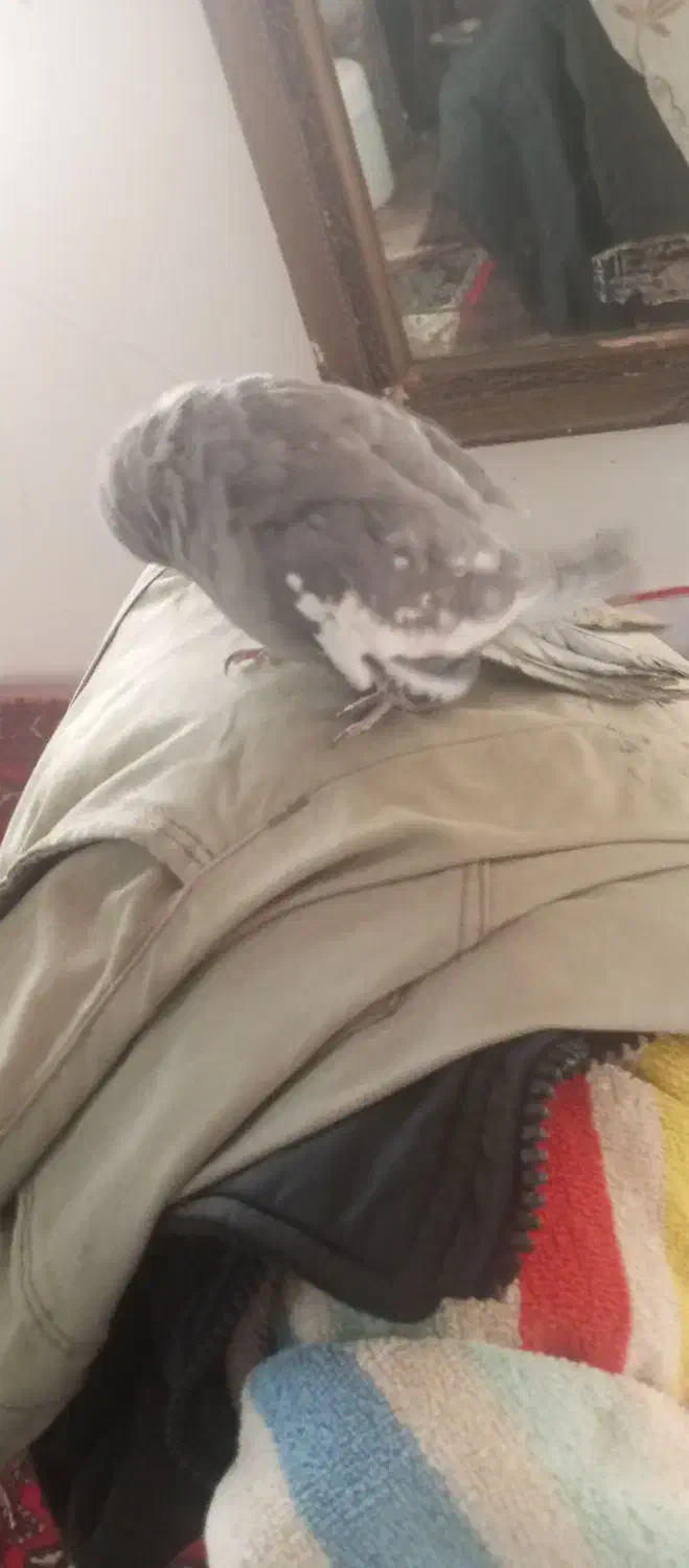 نر ماده عروس درجه ۱ قیمت جفت زدم تخفیف دارم|پرنده|فردوسیه, |دیوار