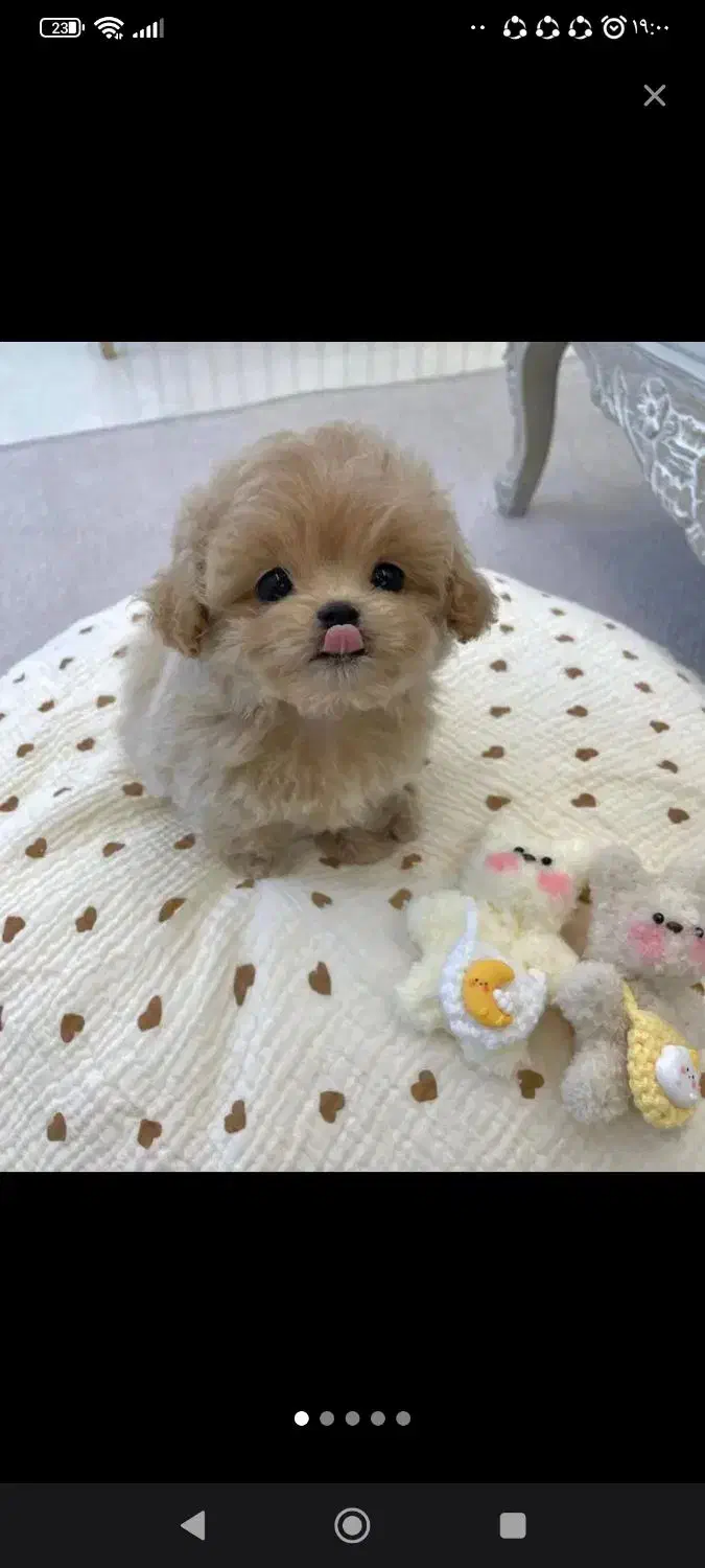 نر قهوه ایی|سگ|سقز, |دیوار