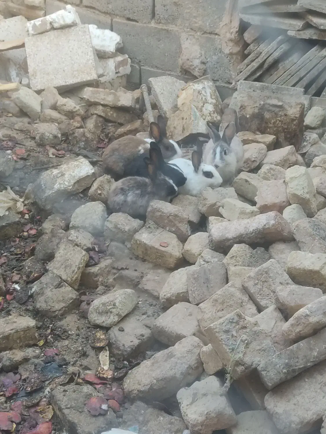 خرگوش|موش و خرگوش|سبزوار, صالح آباد|دیوار