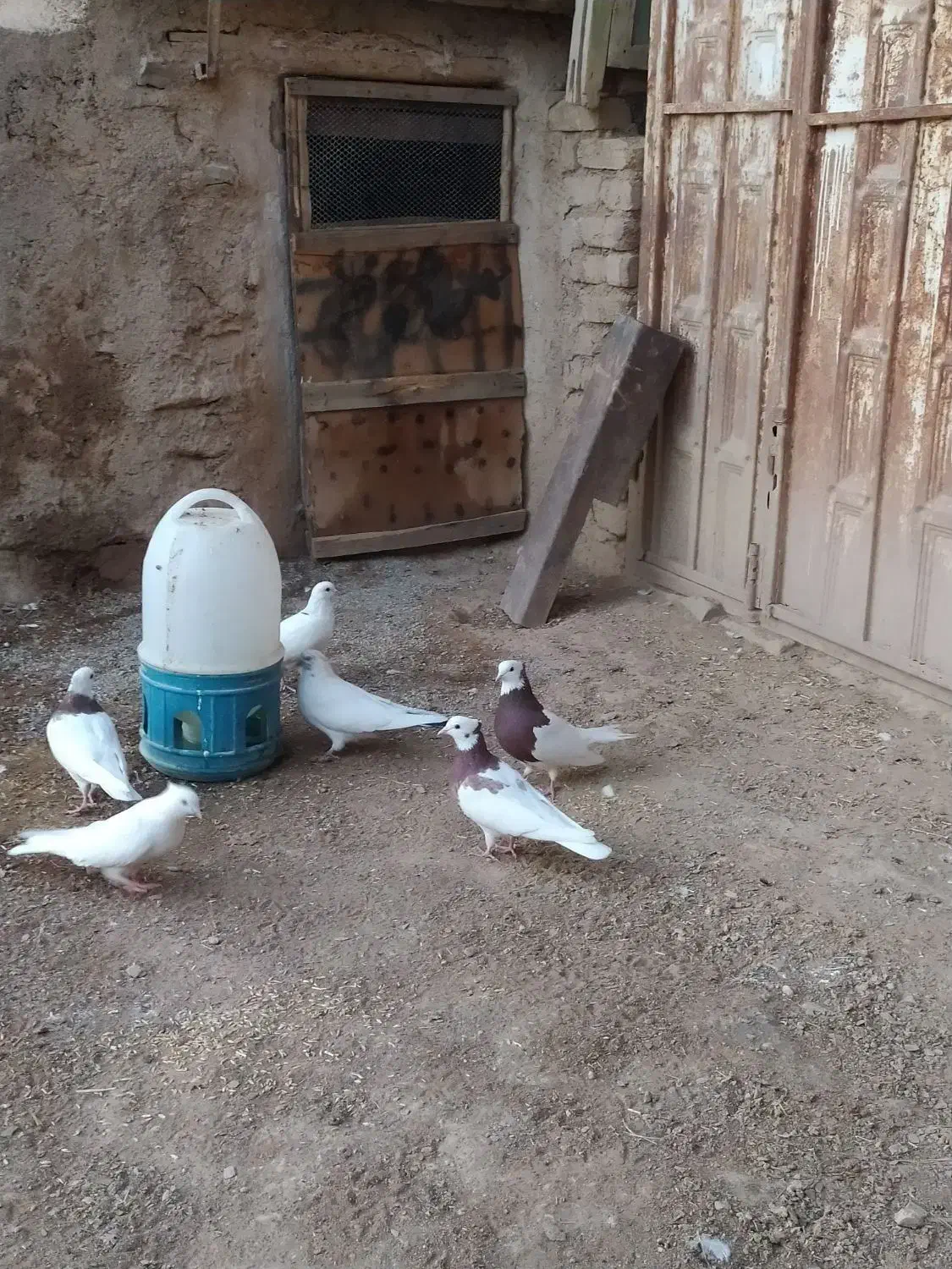 کفتر طوقی تهرانی|پرنده|اسدآباد, |دیوار