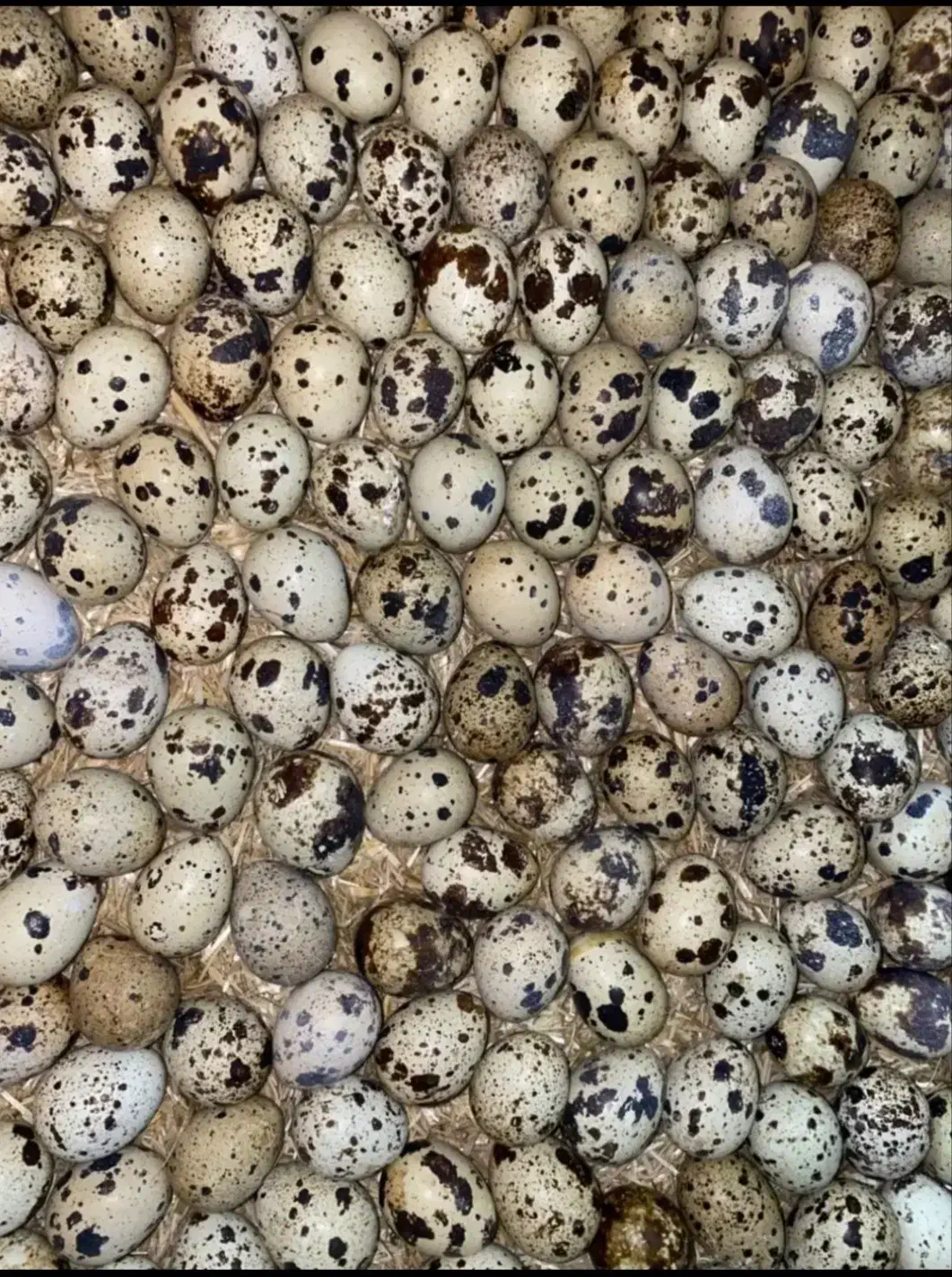 تخم بلدرچین نطفه دار|حیوانات مزرعه|شیروان (خراسان), |دیوار