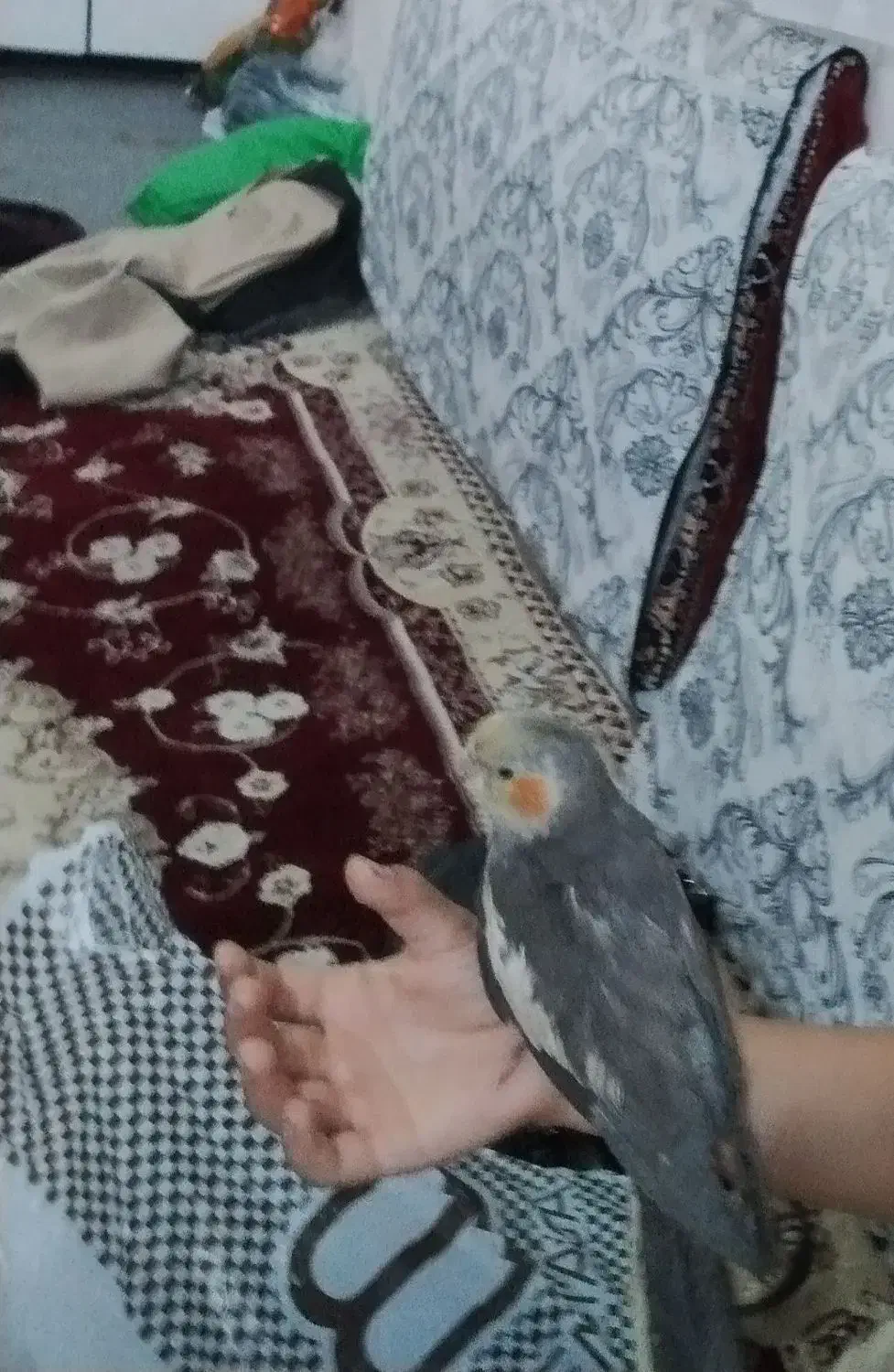 عروس هلندی گم شده|حیوانات|سلماس, |دیوار