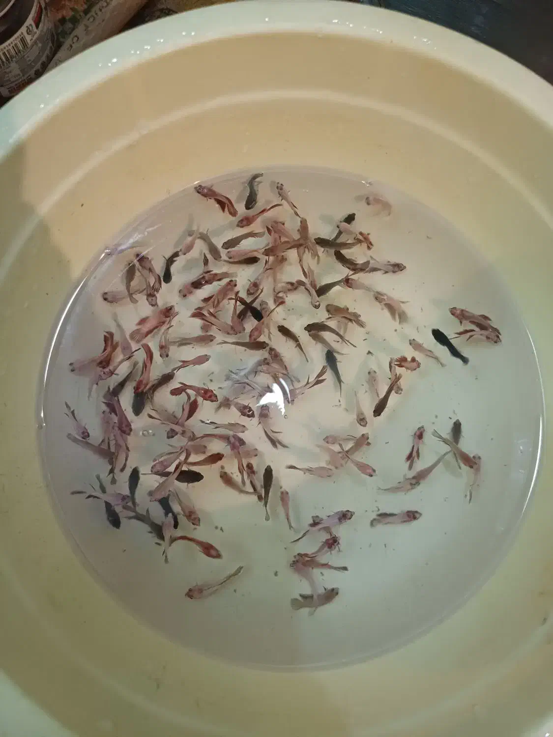 بچه فایتر|ماهی|گنبد کاووس, |دیوار