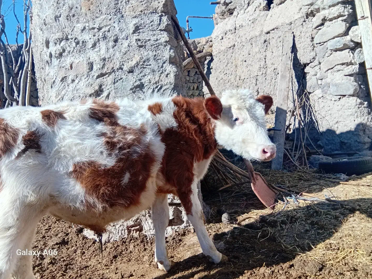 فروش دام زنده|حیوانات مزرعه|نیر (اردبیل), |دیوار