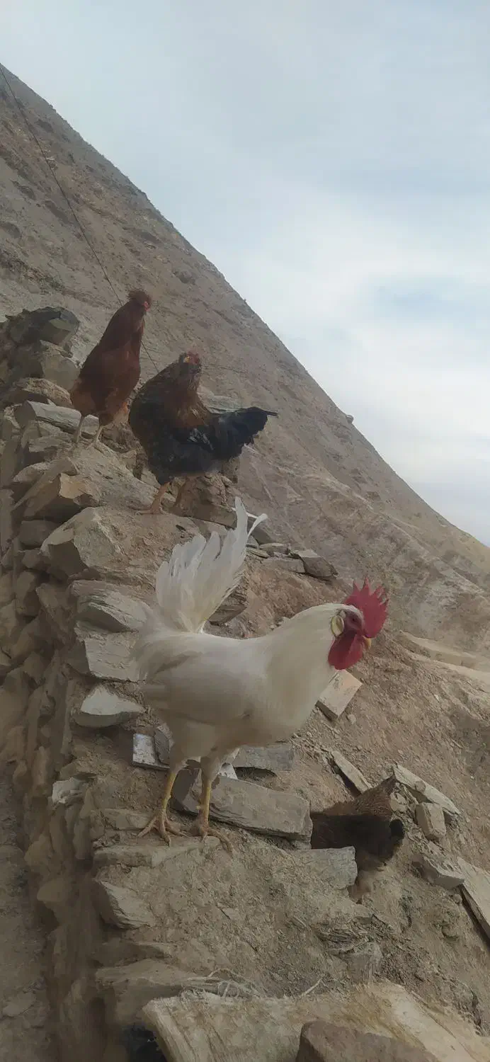 خروس|حیوانات مزرعه|درمیان, |دیوار