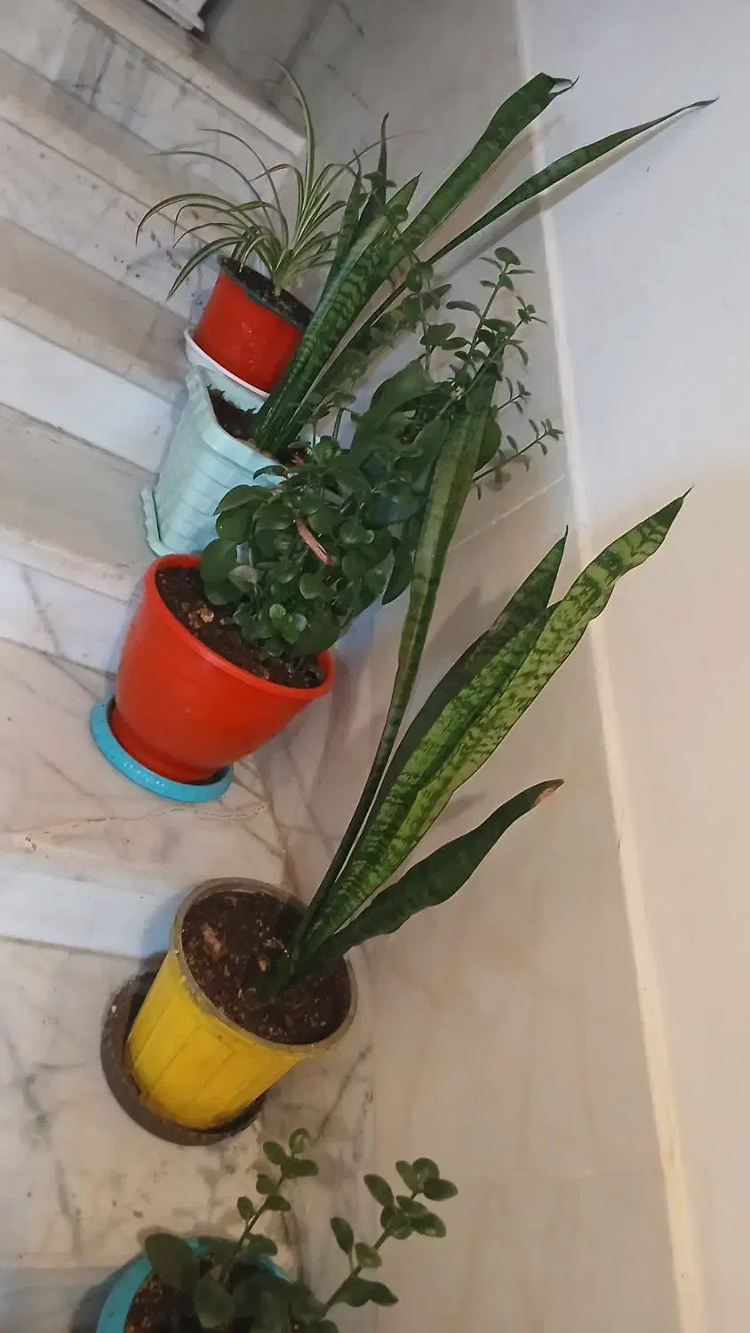 گلهای طبیعی سرحال هدیه روز مادر و زن|گل و گیاه طبیعی|شیراز, گویم|دیوار