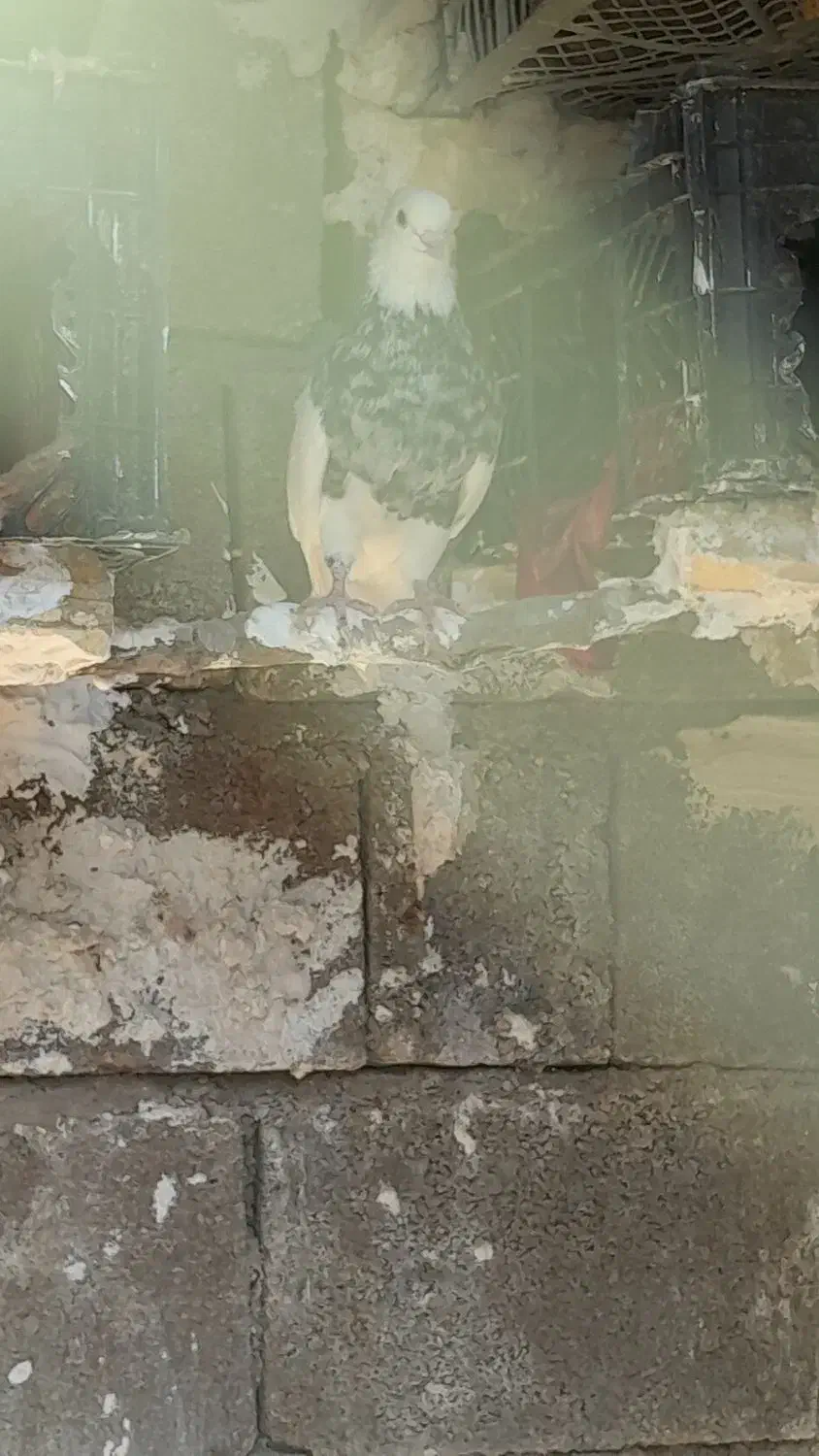 کبوتر زرین|پرنده|لنده, |دیوار