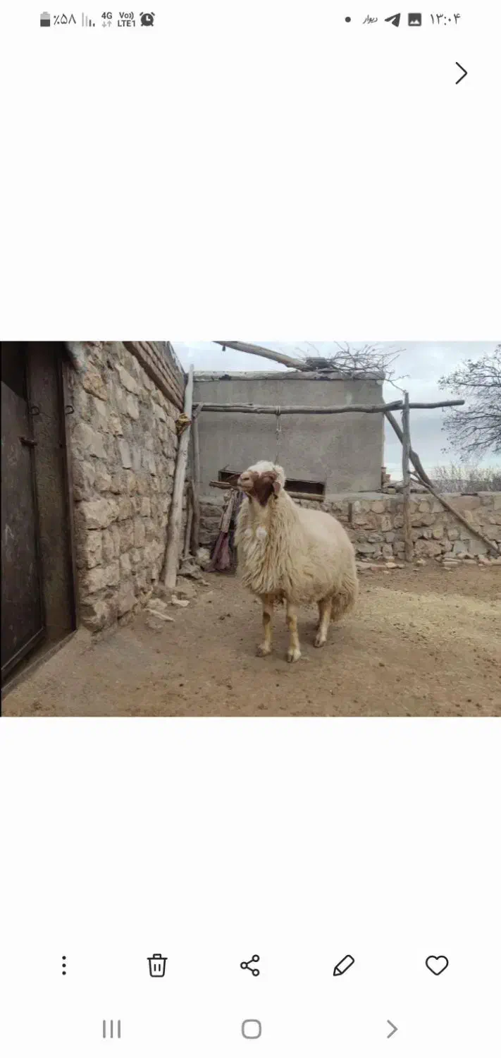 قوچ اصیل|حیوانات مزرعه|ایلام, |دیوار