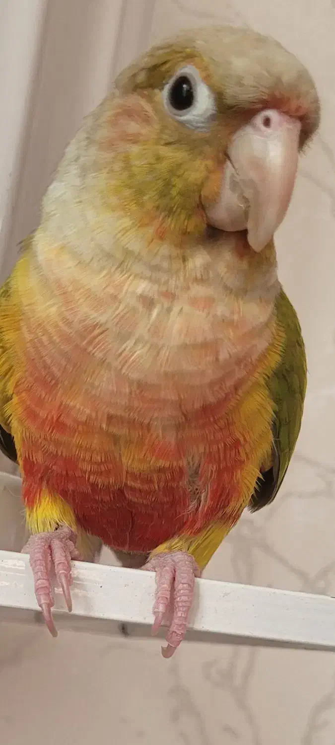 آناناسی گرینچیک رام و دستی|پرنده|فردیس, شهرک شهید حسینی|دیوار