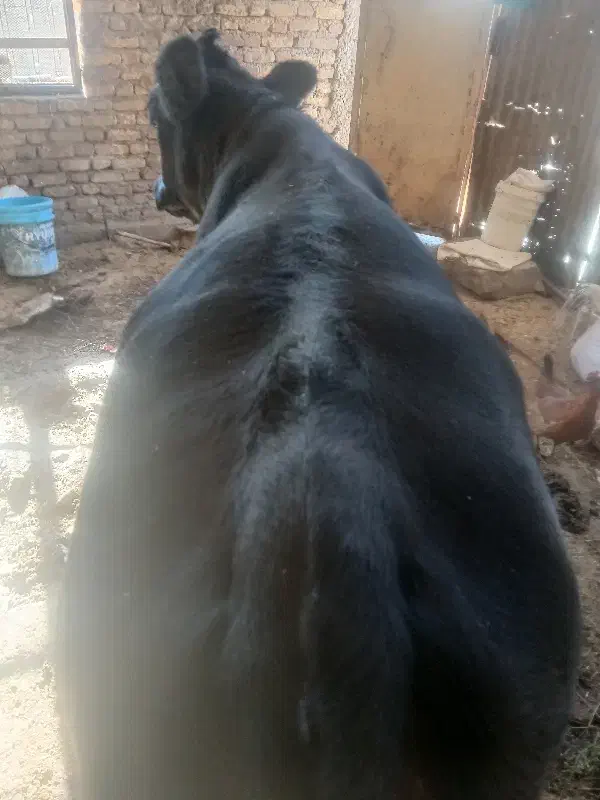 گوساله نره سوپر گوشت|حیوانات مزرعه|گچی, |دیوار