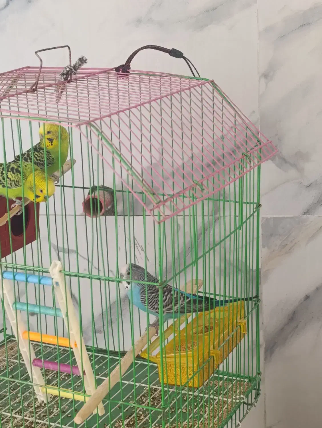 مرغ عشق|پرنده|جم, |دیوار