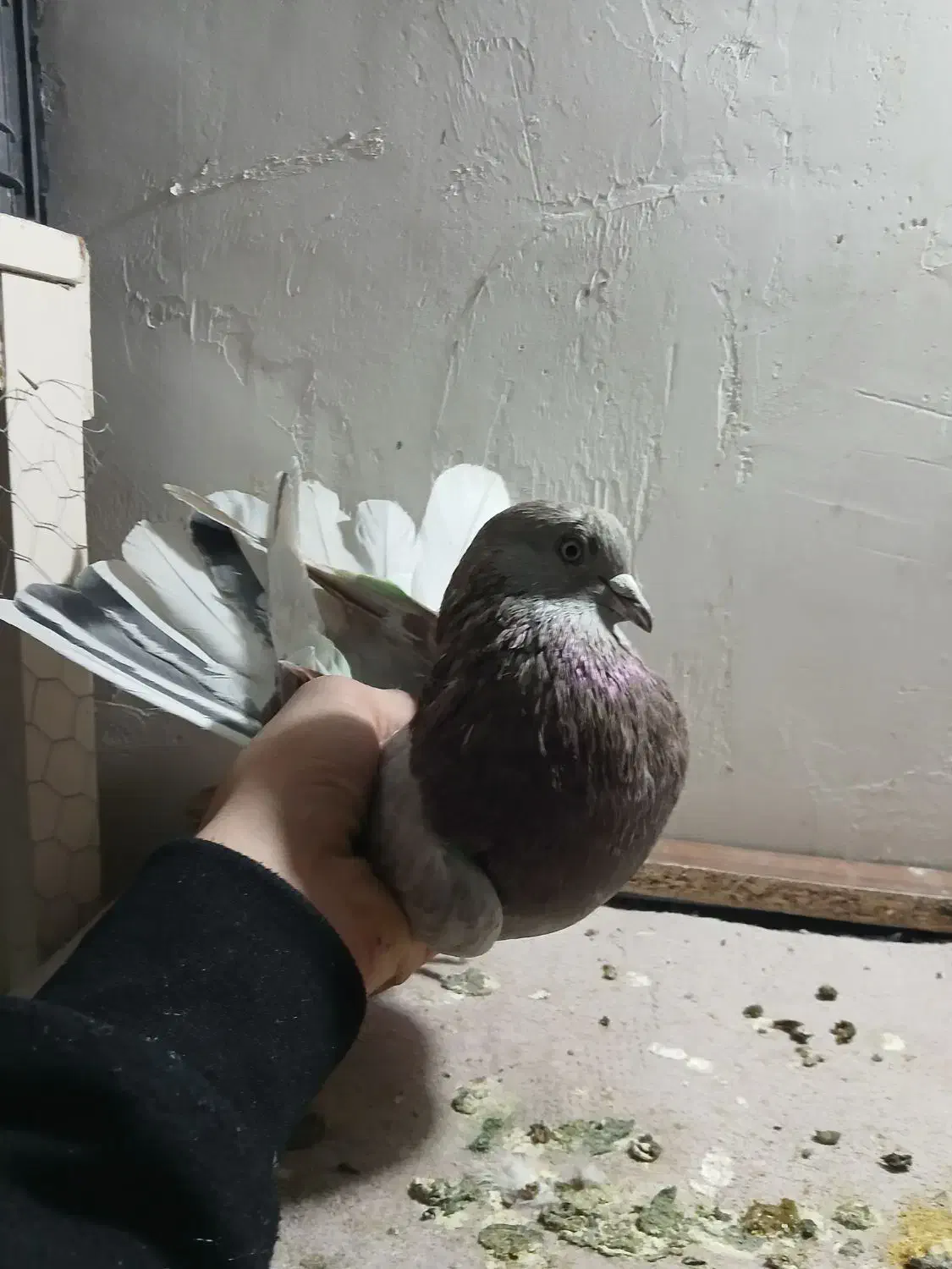 کفتر پرشی غریبگی|پرنده|گلستان (تهران), |دیوار